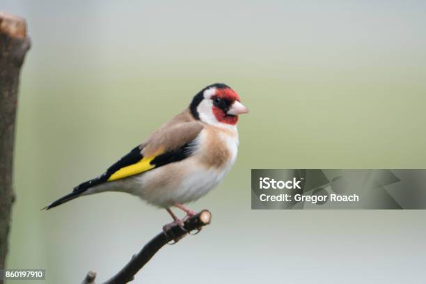 Goldfinch Stock Photo - Download Image Now - Animal Wildlife, Animals In The Wild, Gold Finch