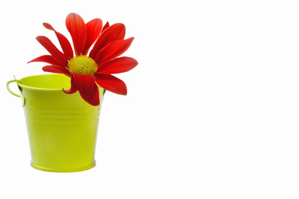 istock red flower with fallen petals on a white background 860198940