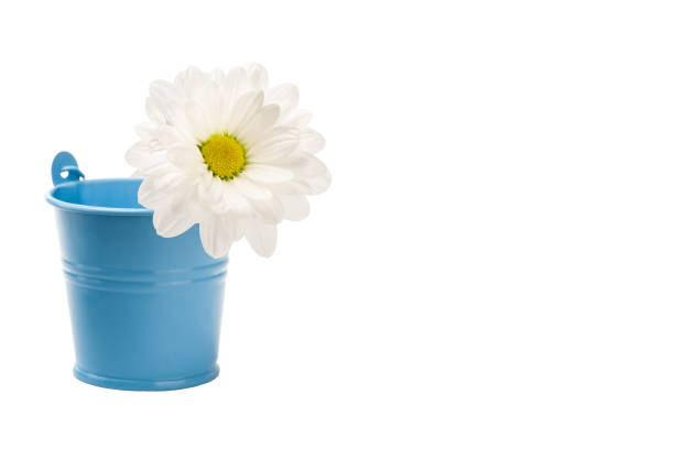 istock white flower gentle and beautiful on a white background 860198952