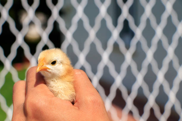 istock Cute little chicks on the human hand 860201660