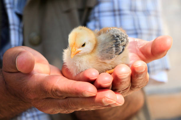 Cute little chicks on the human hand