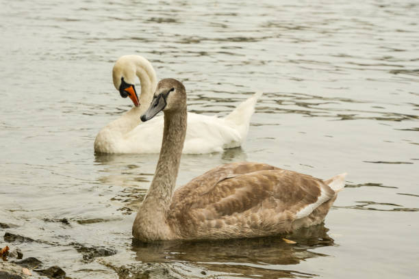 istock Black and white swan couple on lake 860202232