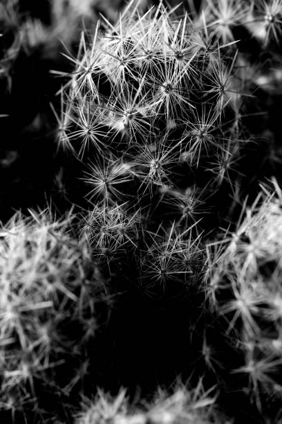 istock Texture of Cactus plant close-up on black background . soft focus 860205204