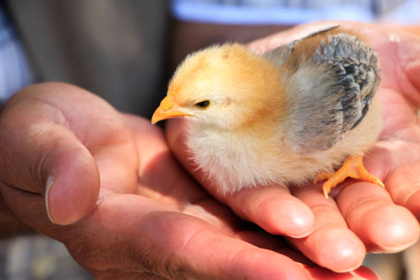 istock Cute little chicks on the human hand 860206436