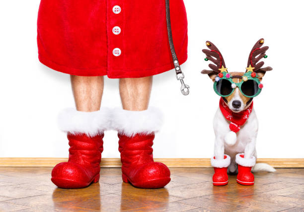 weihnachten weihnachtsmann hund - nikolaus stiefel stock-fotos und bilder