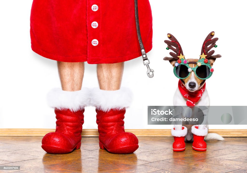 christmas santa claus dog christmas  santa claus  jack russell dog isolated on white background with reindeer  hat and red boots for the holidays waiting and sitting to go for a walk with leash Christmas Stock Photo