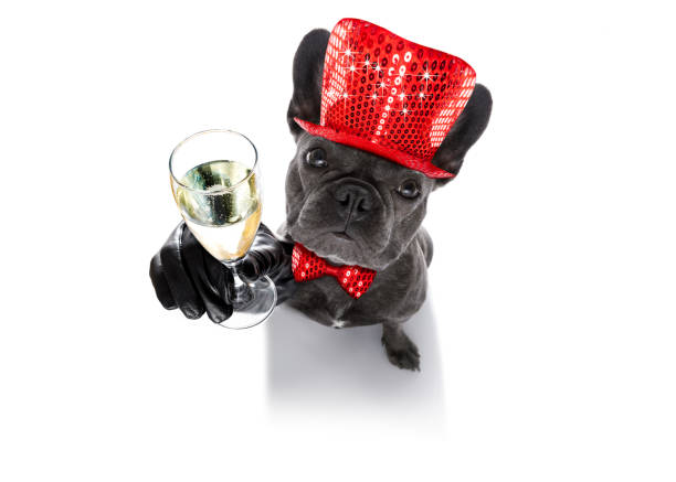 istock happy new year dog celberation 860207174