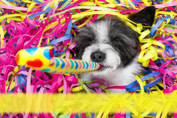 istock happy new year dog celberation 860209270