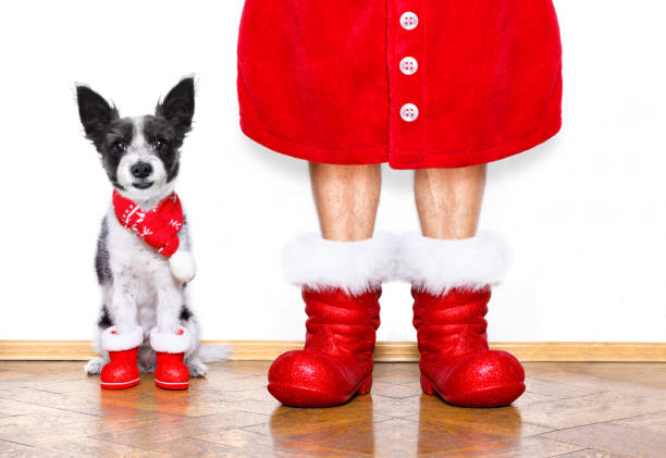 istock christmas santa claus dog 860209326