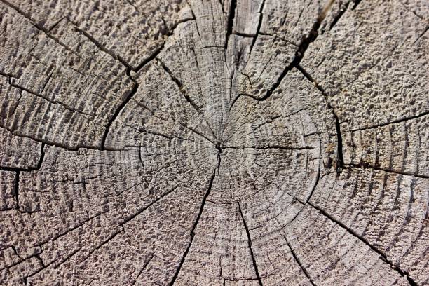 istock Cross section of an old tree trunk 860209484