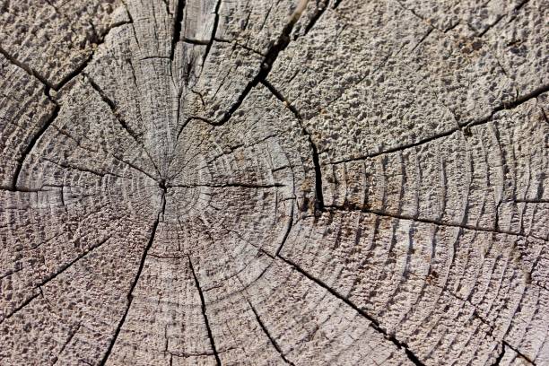 istock Cross section of an old tree trunk 860209490
