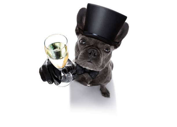 istock happy new year dog celberation 860209552