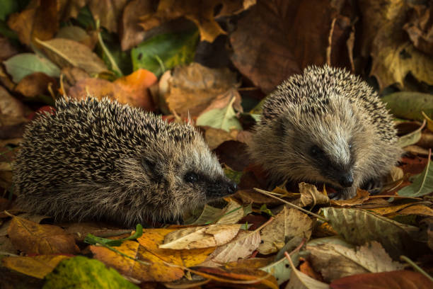 istock two young hedgehogs in autumn leaves 860209702