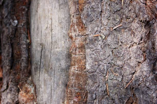 texture d’arrière-plan arbre tronc macro - lumber industry timber tree redwood photos et images de collection