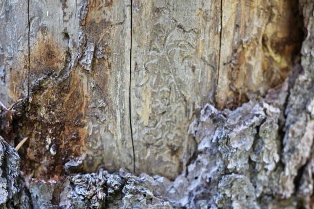 texture d’arrière-plan arbre tronc macro - lumber industry timber tree redwood photos et images de collection