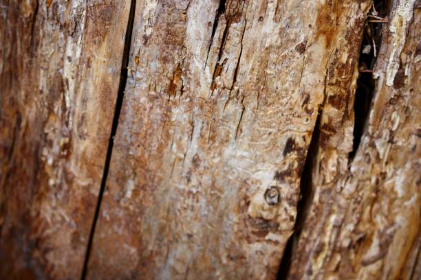 texture d’arrière-plan arbre tronc macro - lumber industry timber tree redwood photos et images de collection