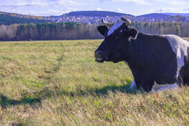 istock cow is lying on the meadow 860210212