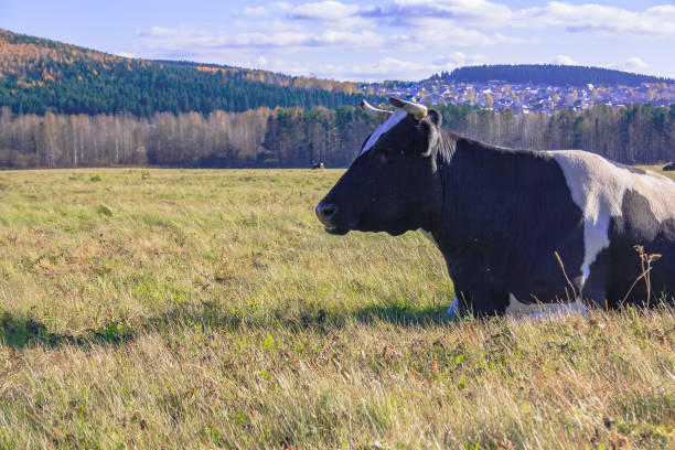 istock cow is lying on the meadow 860210236