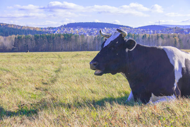 istock cow is lying on the meadow 860210248
