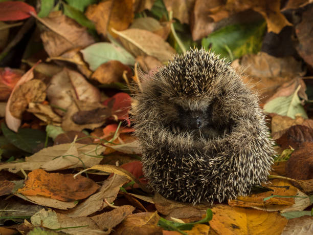 istock hedgehog curled up in autumn leaves 860210250