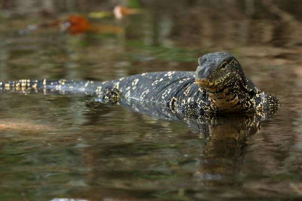 варан - water monitor стоковые фото и изображения