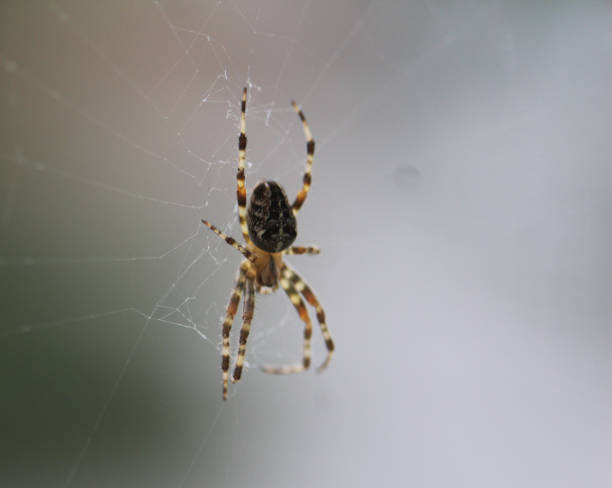 istock european garden spider 860210776