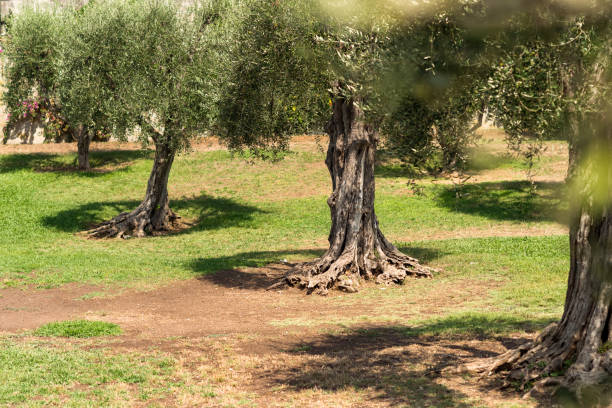 Old olive trees in the garden of Arenas Cimiez stock photo