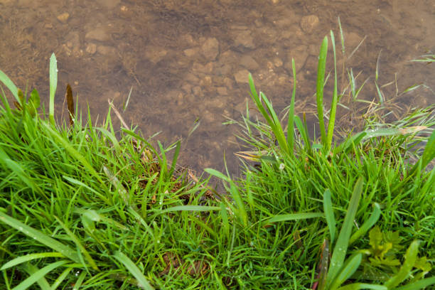 green grass on the water