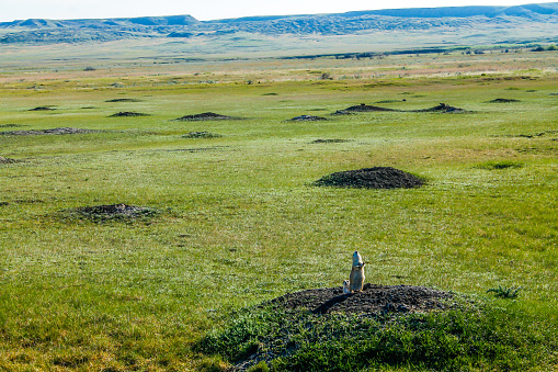 On guard Prairie Dog town, Grasslands, National Park