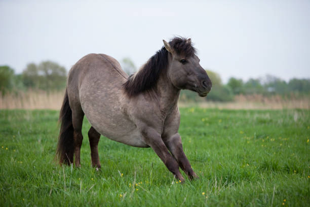 istock Alpha stallion stretching in the grass 860219134