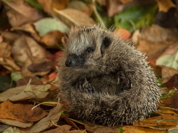 istock hedgehog curled up in autumn leaves 860221224