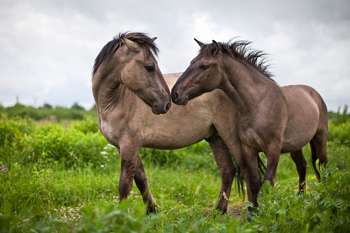 Wild horses on the meadows of river Lielupe next to the city of Jelgava