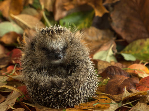 istock hedgehog curled up in autumn leaves 860221366