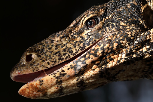 Closeup of a monitor lizard.