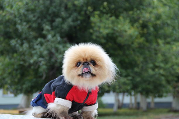 istock Dog in overalls 860224818