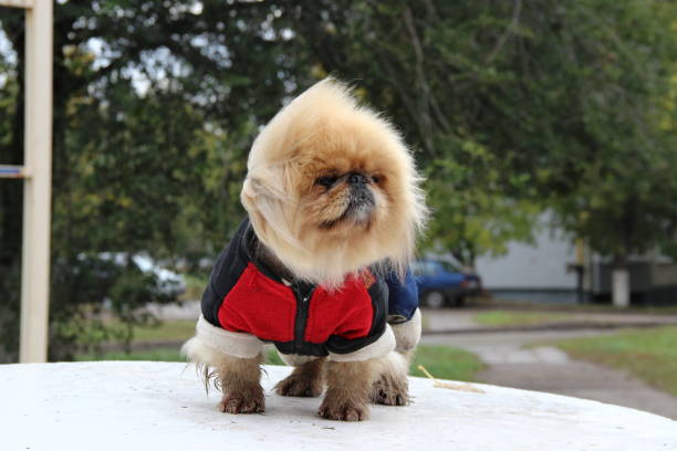 istock Dog in overalls 860224866
