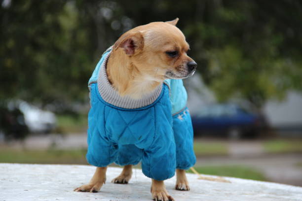 istock Dog in overalls 860225248