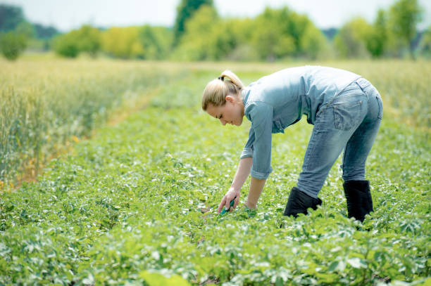 istock Woman agronomist working on summer field with potatoes 860227788