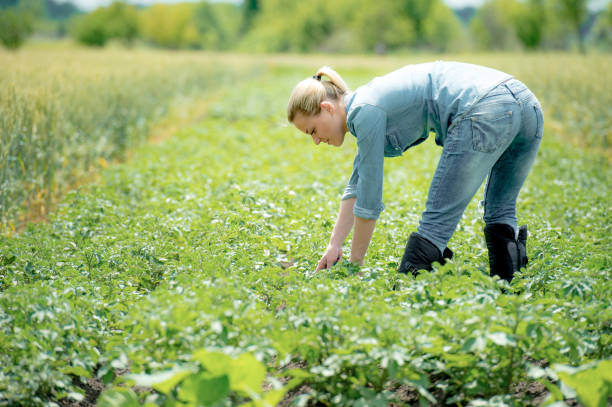 istock Young agronomist working on a field, on hot summer day 860227816