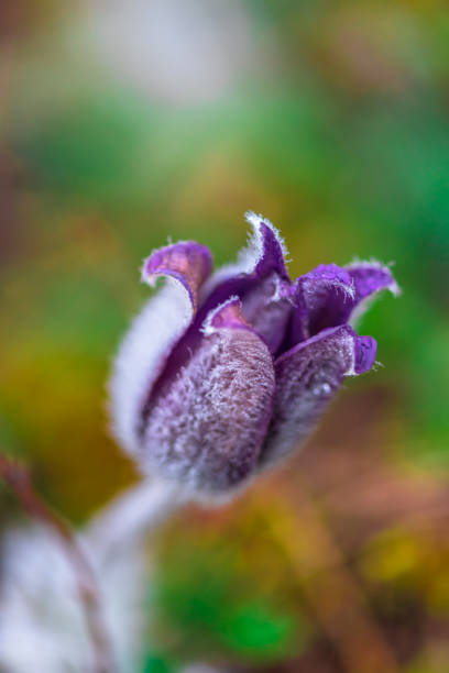 Pulsatilla flower Amazing pulsatilla flower anemoneae stock pictures, royalty-free photos & images