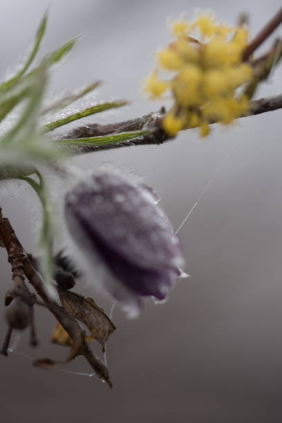 Pulsatilla flower Amazing pulsatilla flower anemoneae stock pictures, royalty-free photos & images