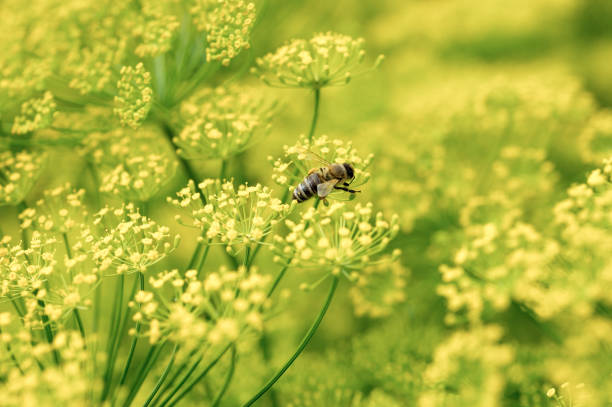 Dill herbs inflorescence in a garden