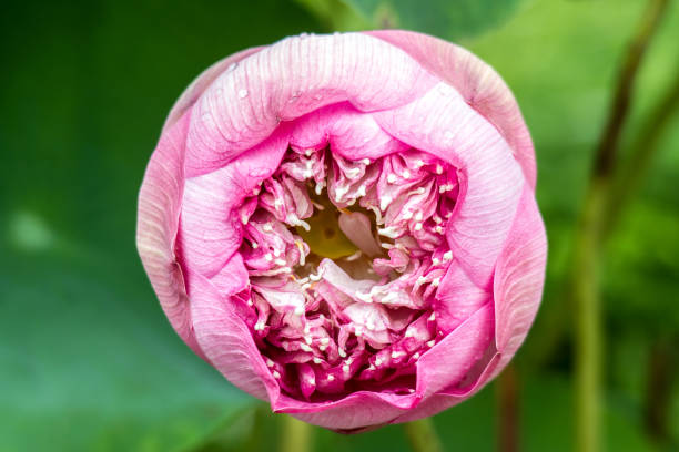 istock Lotus flower pink on water beautiful background 860228646