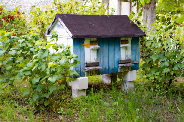 istock Bee hive among currant bushes in summer garden 860231902