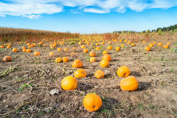 istock Pumpkin patch and blue sky with swirly clouds 860231972