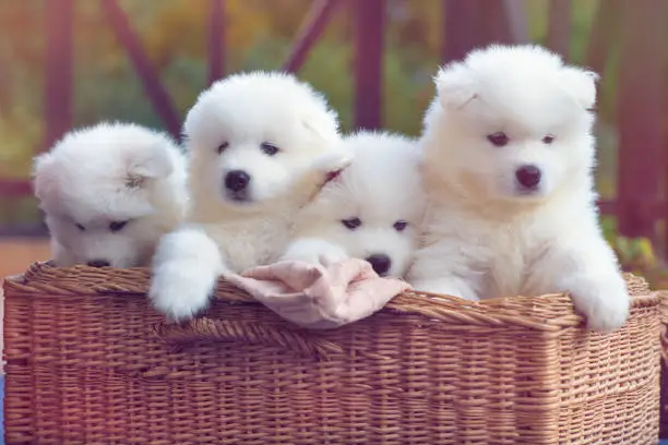 Cute little Samoyed dog puppies