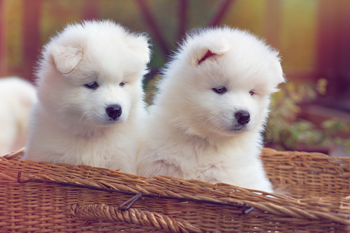 Cute little Samoyed dog puppies