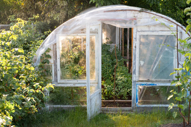 à effet de serre fait maison avec des plantes de tomates à l’intérieur, chaude journée ensoleillée - footpath single lane road road farm photos et images de collection