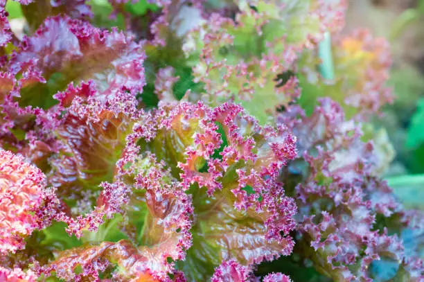 Red-leaf lettuce, growing in the garden, close up