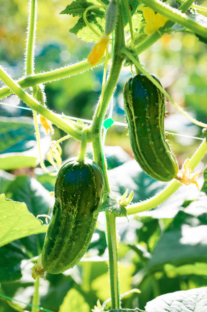 istock Two cucumbers growing among green leaves 860235714